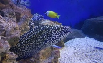 Tynemouth Aquarium