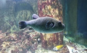 Tynemouth Aquarium