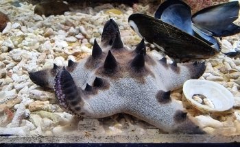 Lake District Coast Aquarium, Maryport