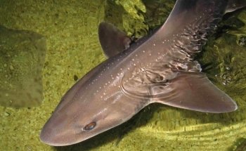 Lake District Coast Aquarium, Maryport