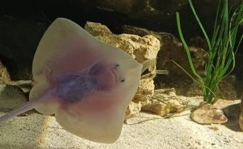 Lake District Coast Aquarium, Maryport