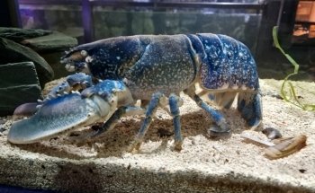 Lake District Coast Aquarium, Maryport