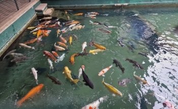 Matlock Bath Aquarium and Arcade