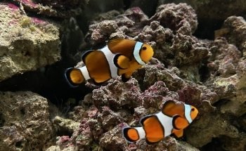 Matlock Bath Aquarium and arcade