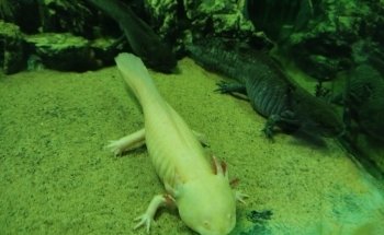Matlock Bath Aquarium and arcade