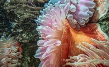 Macduff Marine Aquarium