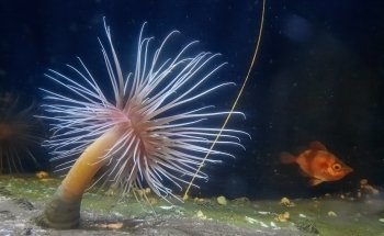 Macduff Marine Aquarium