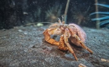 Macduff Marine Aquarium