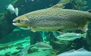 Macduff Marine Aquarium
