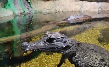 St Andrews Aquarium