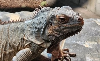 St Andrews Aquarium