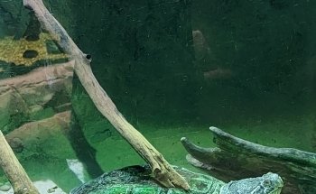 St Andrews Aquarium
