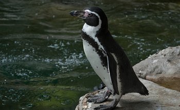 St Andrews Aquarium