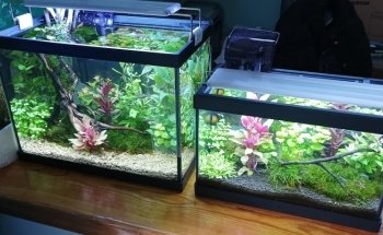 Wet Fish