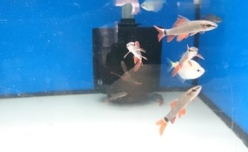 Wet Fish