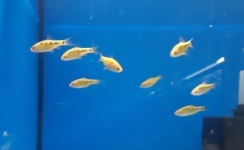 Wet Fish