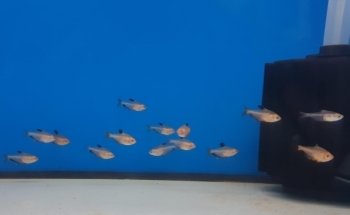 Wet Fish