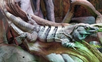 Blue Reef Aquarium Portsmouth