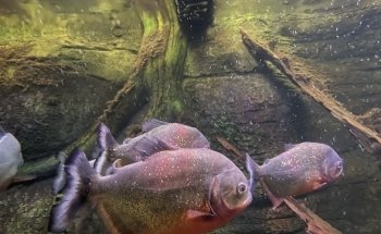 Blue Reef Aquarium Portsmouth