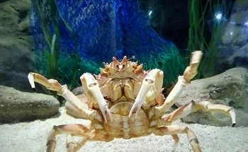 Blue Reef Aquarium Portsmouth