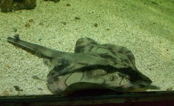 Blue Reef Aquarium Portsmouth