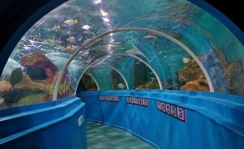 Blue Reef Aquarium Portsmouth