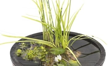 Lincolnshire Pond Plants Ltd
