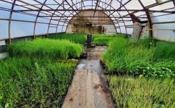 Lincolnshire Pond Plants Ltd