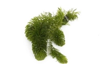 Lincolnshire Pond Plants Ltd
