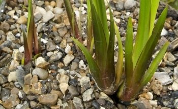 Lincolnshire Pond Plants Ltd