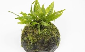 Lincolnshire Pond Plants Ltd