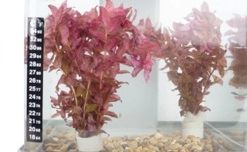 Lincolnshire Pond Plants Ltd