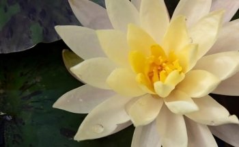 Lincolnshire Pond Plants Ltd