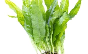 Lincolnshire Pond Plants Ltd