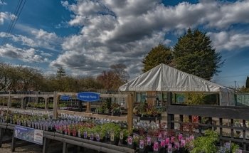 Ings Lane Garden & Water Garden Centre