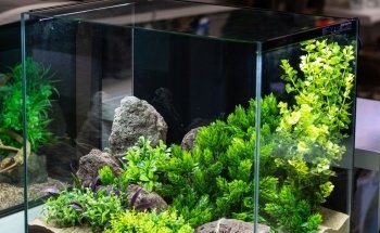 Ings Lane Garden & Water Garden Centre
