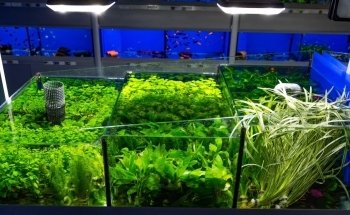 Ings Lane Garden & Water Garden Centre