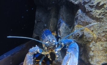 National Lobster Hatchery