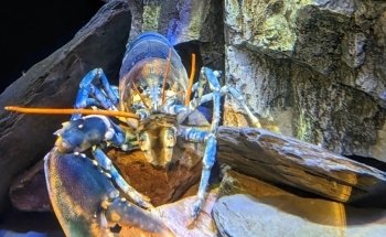 National Lobster Hatchery