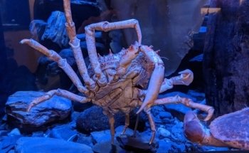 National Lobster Hatchery
