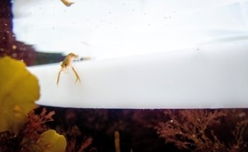 National Lobster Hatchery