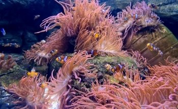Sea Life Chessington World of Adventures Resort