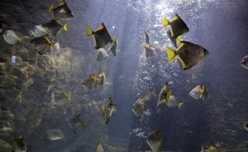 Sea Life Chessington World of Adventures Resort