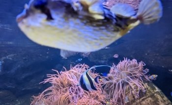 Sea Life Chessington World of Adventures Resort