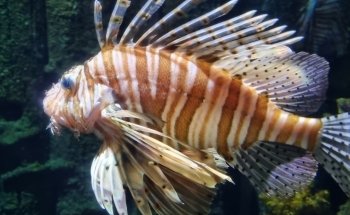 Sea Life Chessington World of Adventures Resort