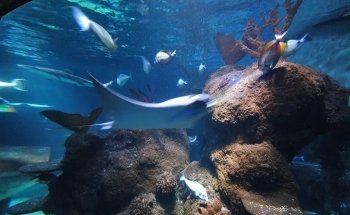 Sea Life Chessington World of Adventures Resort