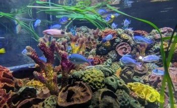 Sea Life Chessington World of Adventures Resort
