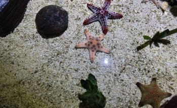 Sea Life Chessington World of Adventures Resort