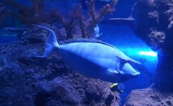 Sea Life Chessington World of Adventures Resort