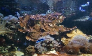 Sea Life Chessington World of Adventures Resort